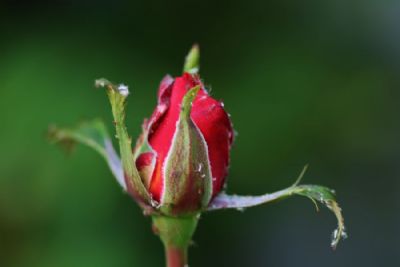 Enlig rose